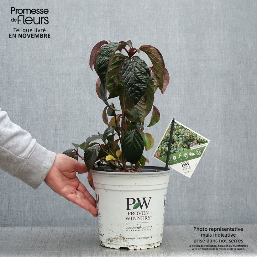 Exemplaar van Viburnum Shiny Dancer - Sneeuwbal Pot van 3 l/4 l zoals geleverd in de herfst