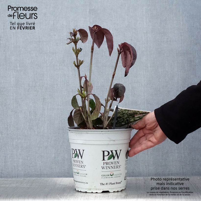 Example of Viorne - Viburnum Shiny Dancer Pot van 3 l/4 l as you get in hiver