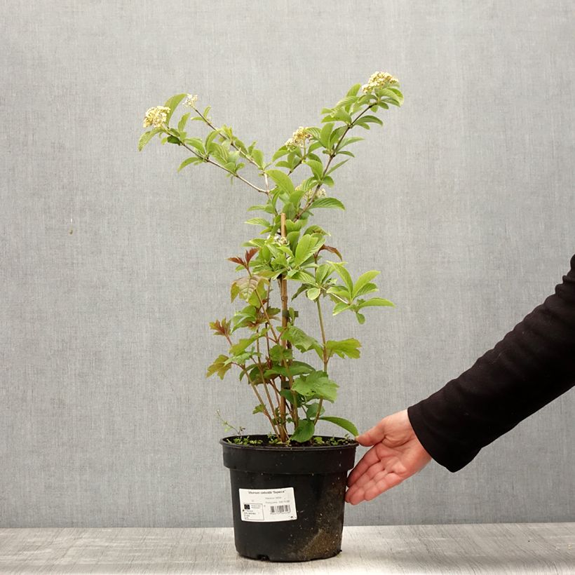 Exemplaar van Viburnum sieboldii Seneca - Siebolds sneeuwbal Pot van 4 l/5 l zoals geleverd in de lente