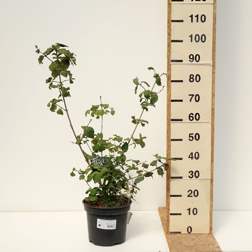 Exemplaar van Viburnum x carlcephalum - Sneeuwbal Pot van 7,5 l/10 l zoals geleverd in de zomer