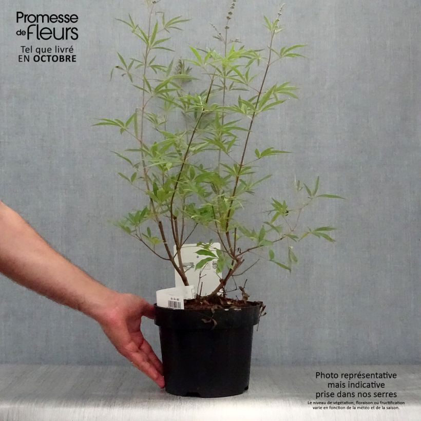 Exemplaar van Vitex agnus-castus Albus - Kuise boom Pot van 3 l/4 l zoals geleverd in de herfst