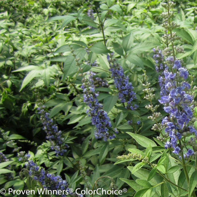 Vitex agnus-castus Blue Didley - Kuise boom (Flowering)