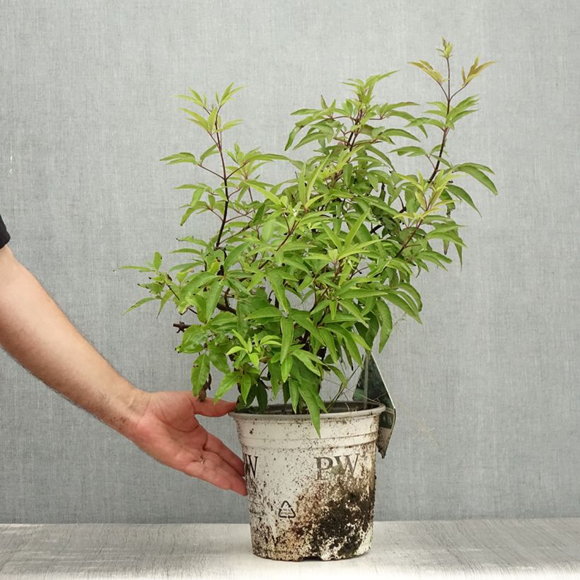 Exemplaar van Vitex agnus-castus Blue Didley - Kuise boom Pot van 3 l/4 l zoals geleverd in de zomer