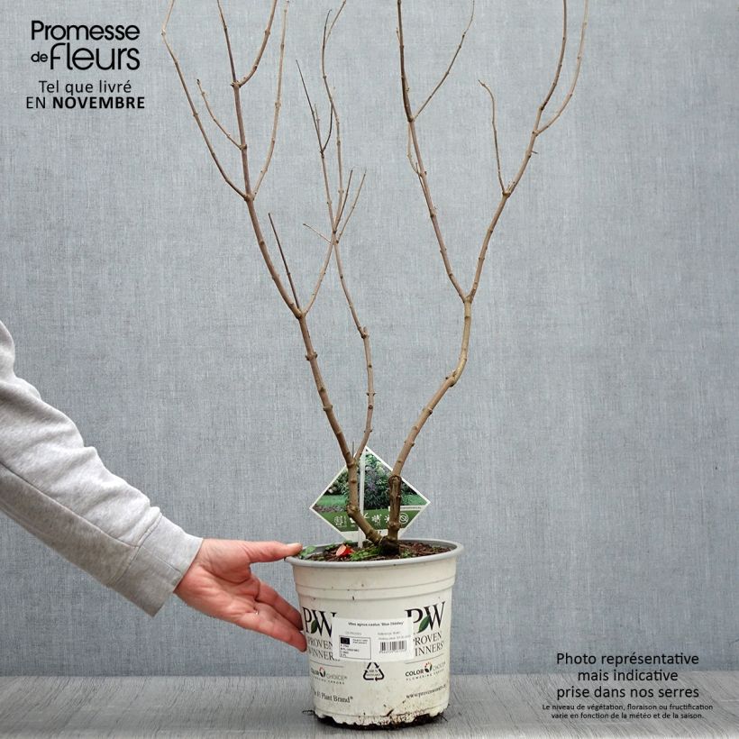 Exemplaar van Vitex agnus-castus Blue Didley - Kuise boom Pot van 3 l/4 l zoals geleverd in de herfst