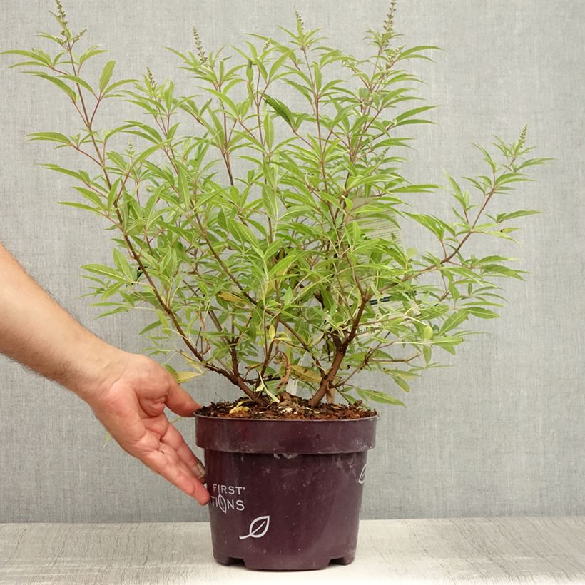 Exemplaar van Vitex agnus-castus Blue Puffball - Kuise boom Pot van 3 l/4 l zoals geleverd in de zomer