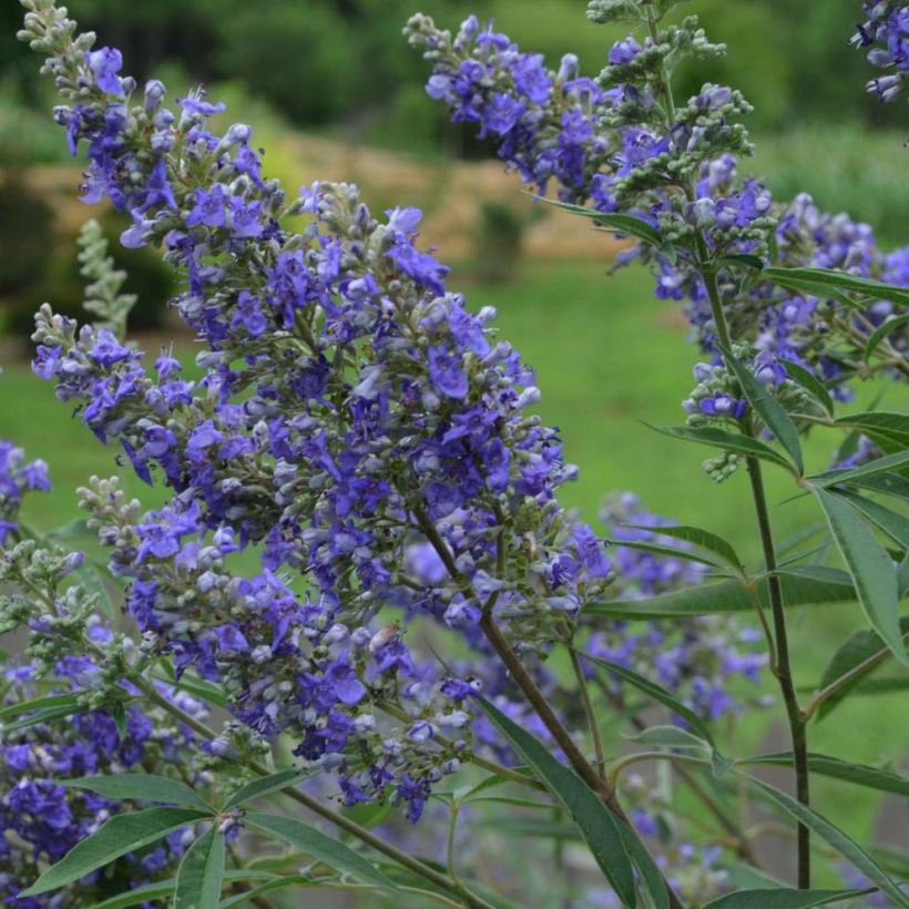 Vitex agnus-castus Delta Blues - Kuise boom (Flowering)