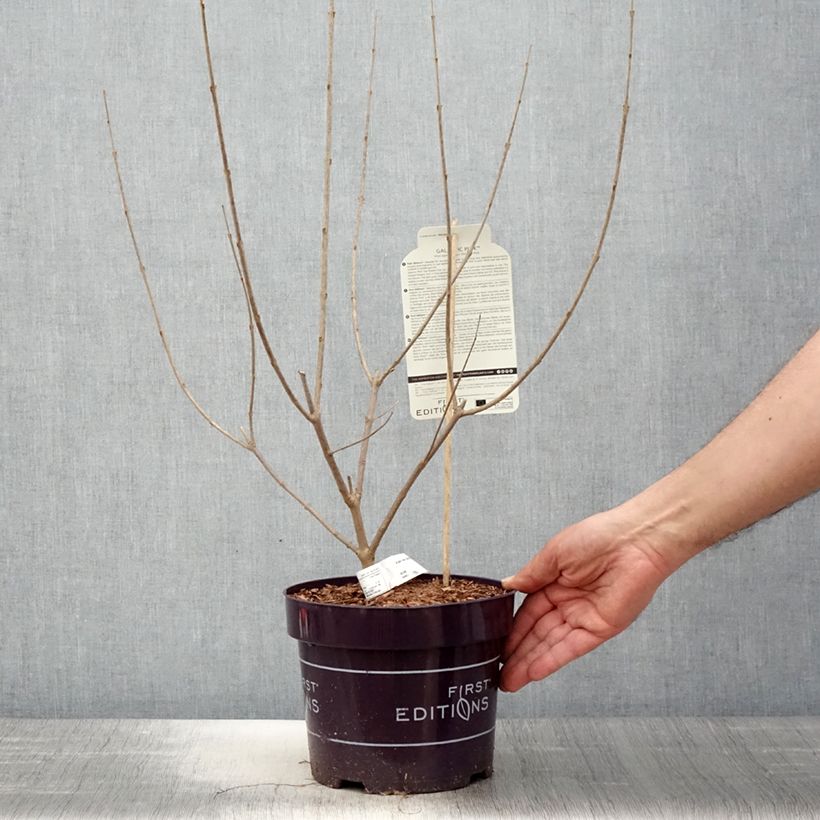 Exemplaar van Vitex agnus-castus Galactic Pink - Kuise boom Pot van 3 l/4 l zoals geleverd in de lente