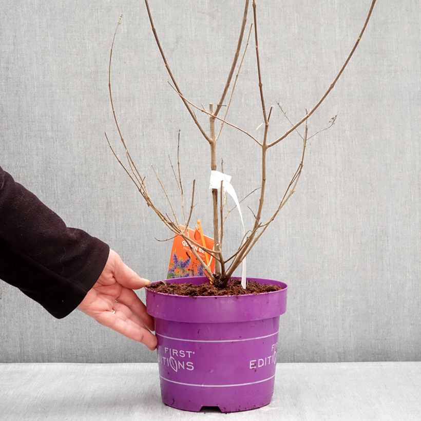 Exemplaar van Vitex agnus-castus Queen Bee - Kuise boom Pot van 3 l/4 l zoals geleverd in de winter