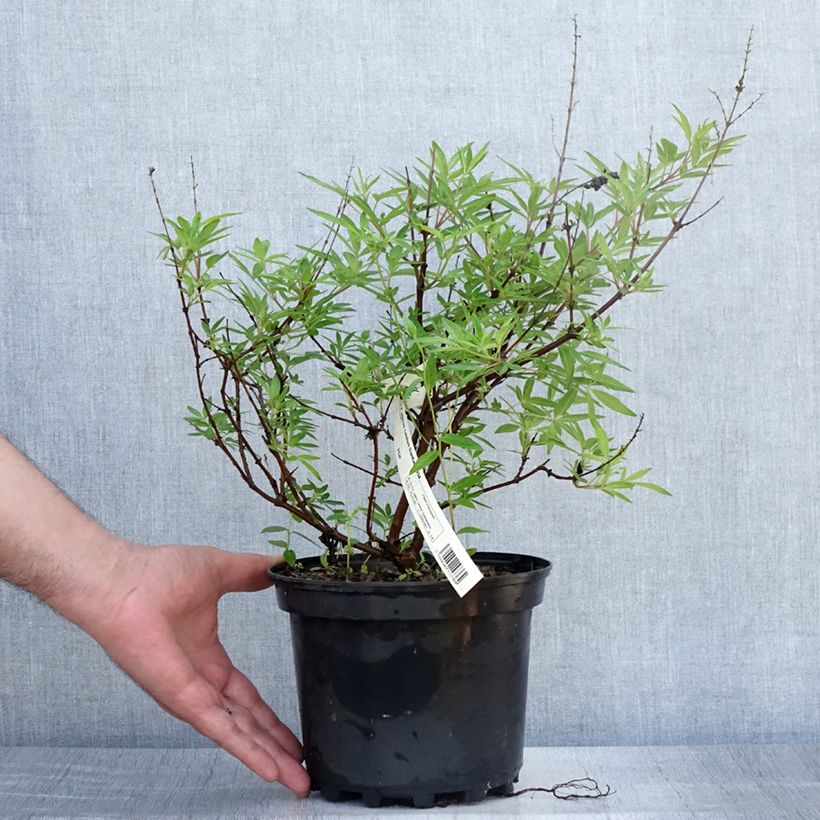 Exemplaar van Vitex agnus-castus Santamaria - Kuise boom Pot van 3 l/4 l zoals geleverd in de zomer