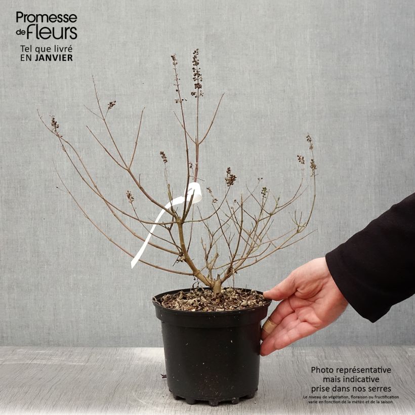 Example of Vitex agnus-castus Santamaria - Gattilier Pot van 3 l/4 l as you get in hiver