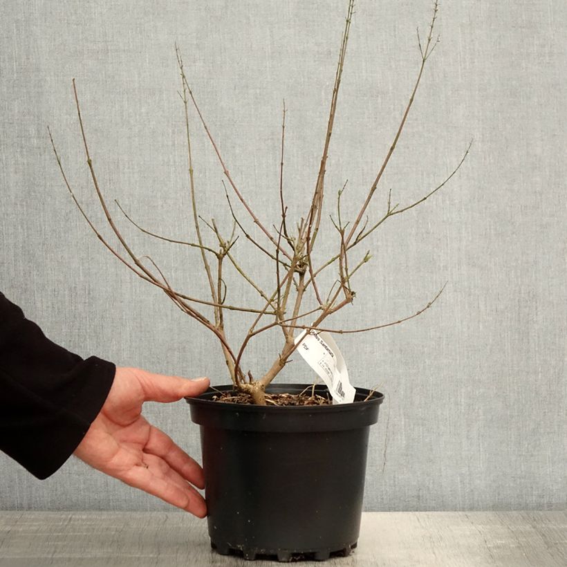 Exemplaar van Vitex agnus-castus Santamaria - Kuise boom Pot van 3 l/4 l zoals geleverd in de lente