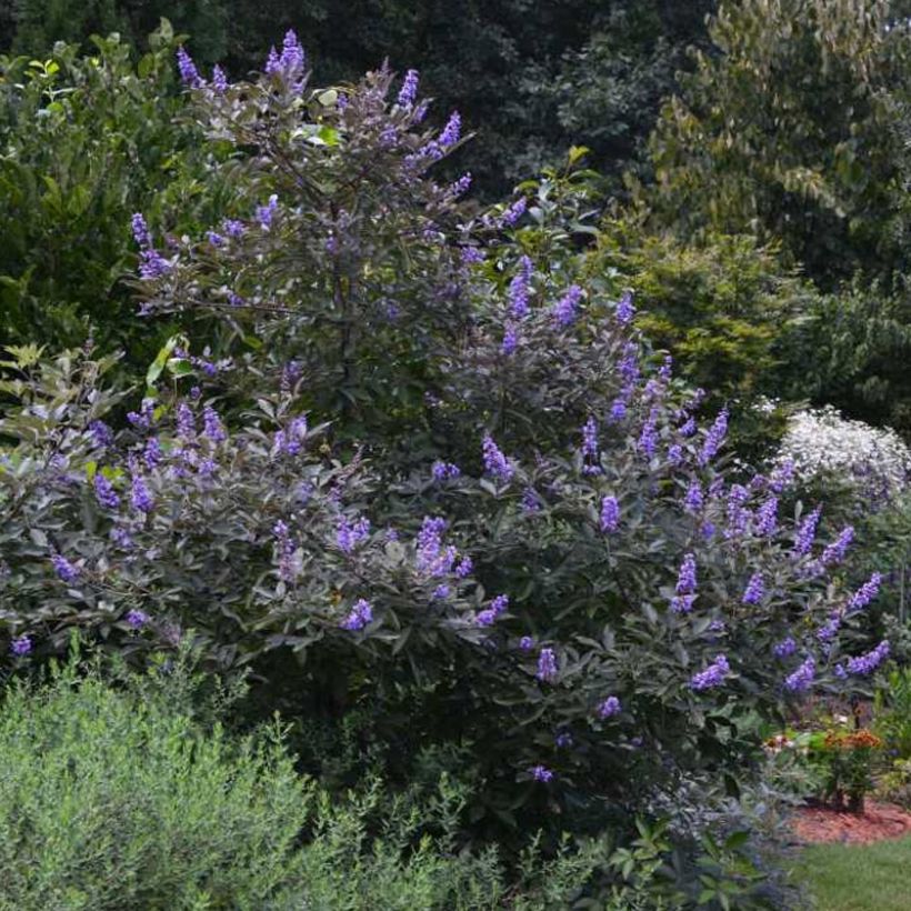 Vitex agnus-castus Flip Side - Kuise boom (Plant habit)
