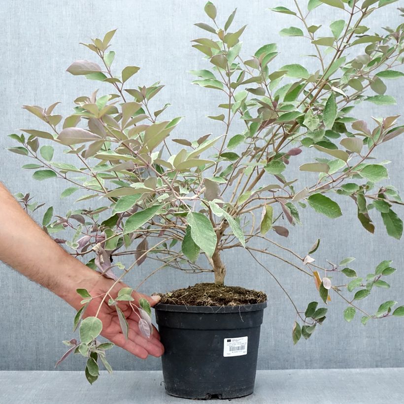 Exemplaar van Vitex trifolia Purpurea - Arabische sering Pot van 3 l/4 l zoals geleverd in de zomer