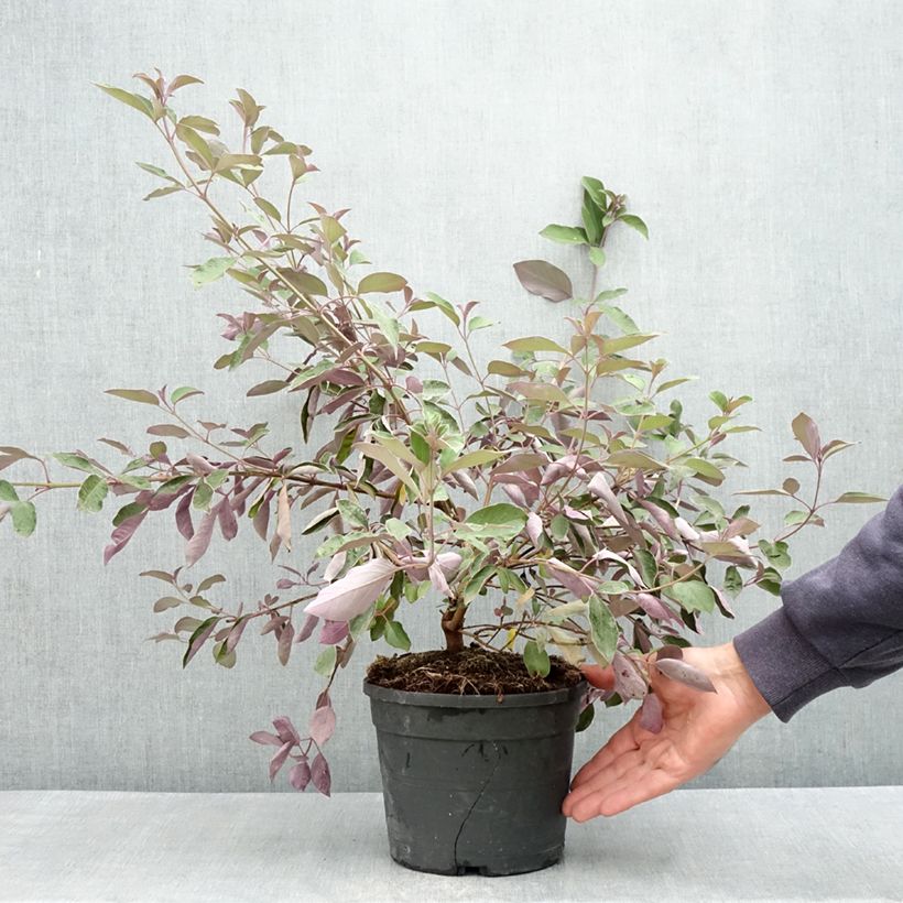 Example of Vitex trifolia Purpurea - Lilas d'Arabie Pot van 3 l/4 l as you get in printemps