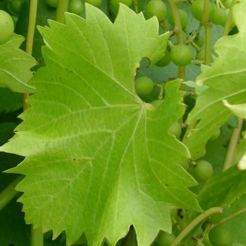 Vitis Fragola Bianca - Blauwe druif (Blad)
