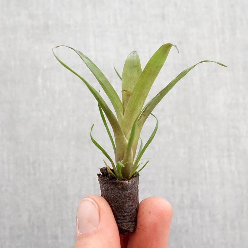 Example of Vriesea Christiane Mini-plante as you get in printemps