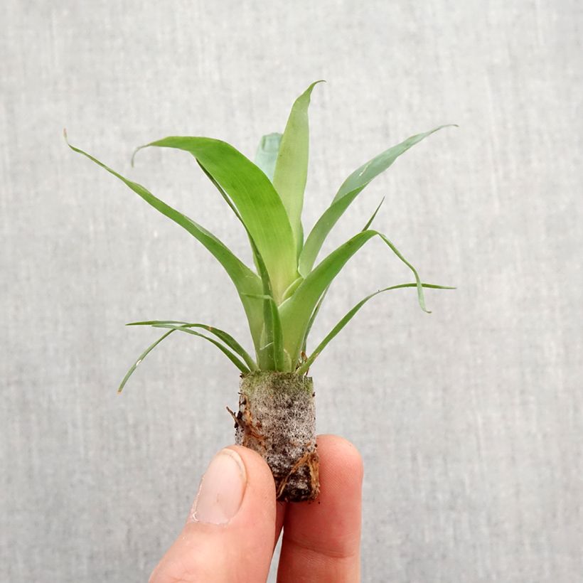 Example of Vriesea Delphinus Mini-plante as you get in printemps