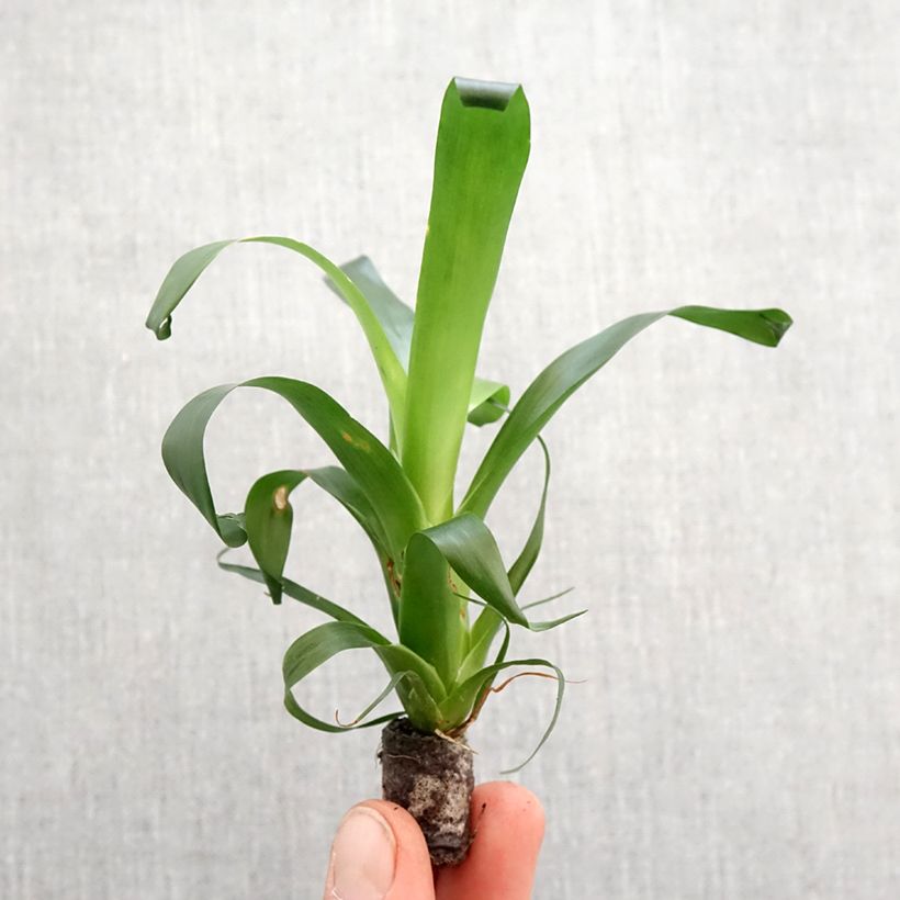 Example of Vriesea Vogue Mini-plante as you get in printemps