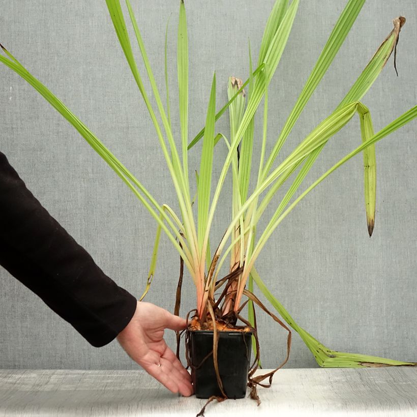 Exemplaar van Wachendorfia thyrsiflora - Bloedwortel Pot van 10 cm/11 cm zoals geleverd in de herfst
