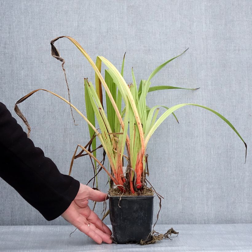 Example of Wachendorfia thyrsiflora - Wachendorfie à thyrses Pot van 10 cm/11 cm as you get in hiver