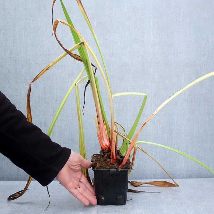 Exemplaar van Wachendorfia thyrsiflora - Bloedwortel Pot van 10 cm/11 cm zoals geleverd in de lente