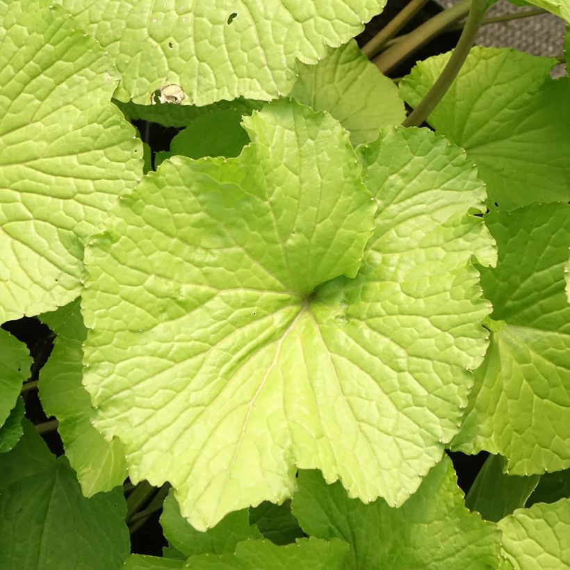 Wasabi - Eutrema japonicum (Blad)