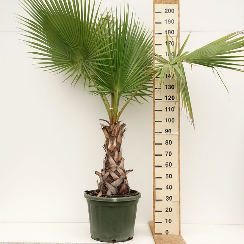 Example of Washingtonia robusta - Mexicaanse waaierpalm Pot van 50 l/55 l as you get in ete