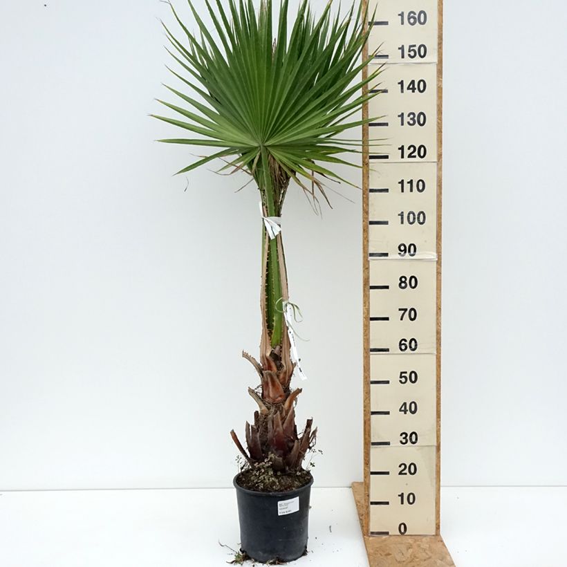 Exemplaar van Washingtonia robusta - Mexicaanse waaierpalm Pot van 7,5 l/10 l zoals geleverd in de lente