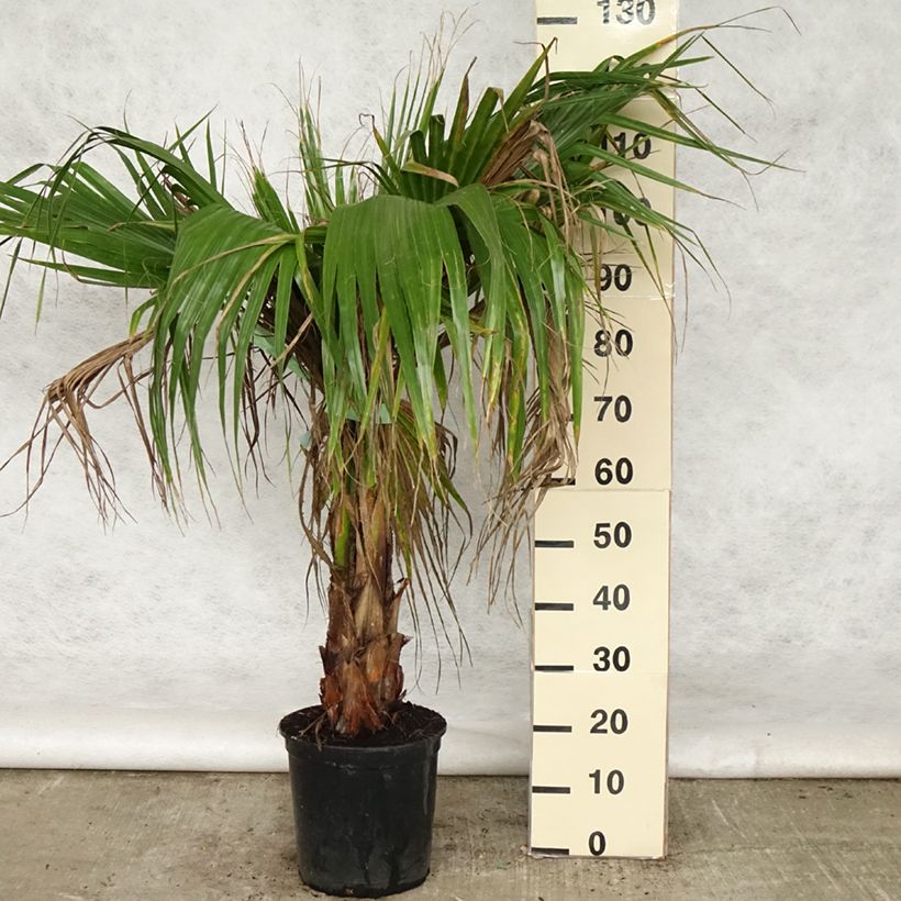 Exemplaar van Washingtonia robusta - Mexicaanse waaierpalm Pot van 7,5 l/10 l zoals geleverd in de lente