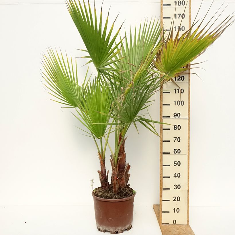 Example of Washingtonia robusta - Mexicaanse waaierpalm Pot van 20 l/25 l as you get in ete