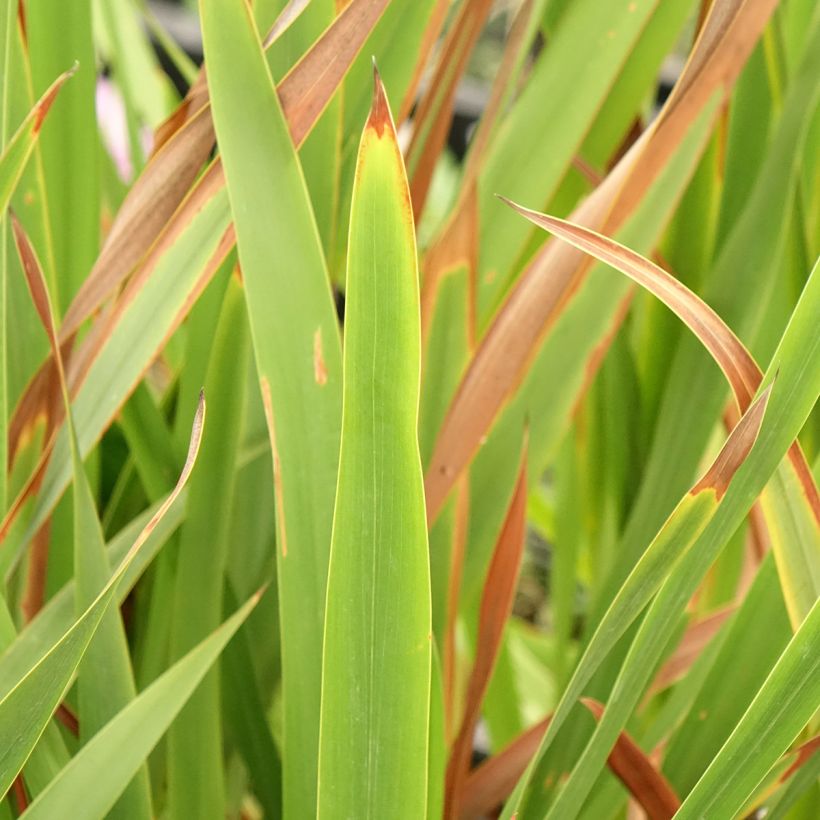 Watsonia borbonica - Watsonia (Blad)