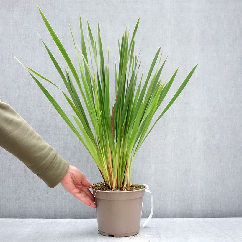 Example of Watsonia gigantea - Watsonie Pot van 4 l/5 l size 10+ as you get in hiver