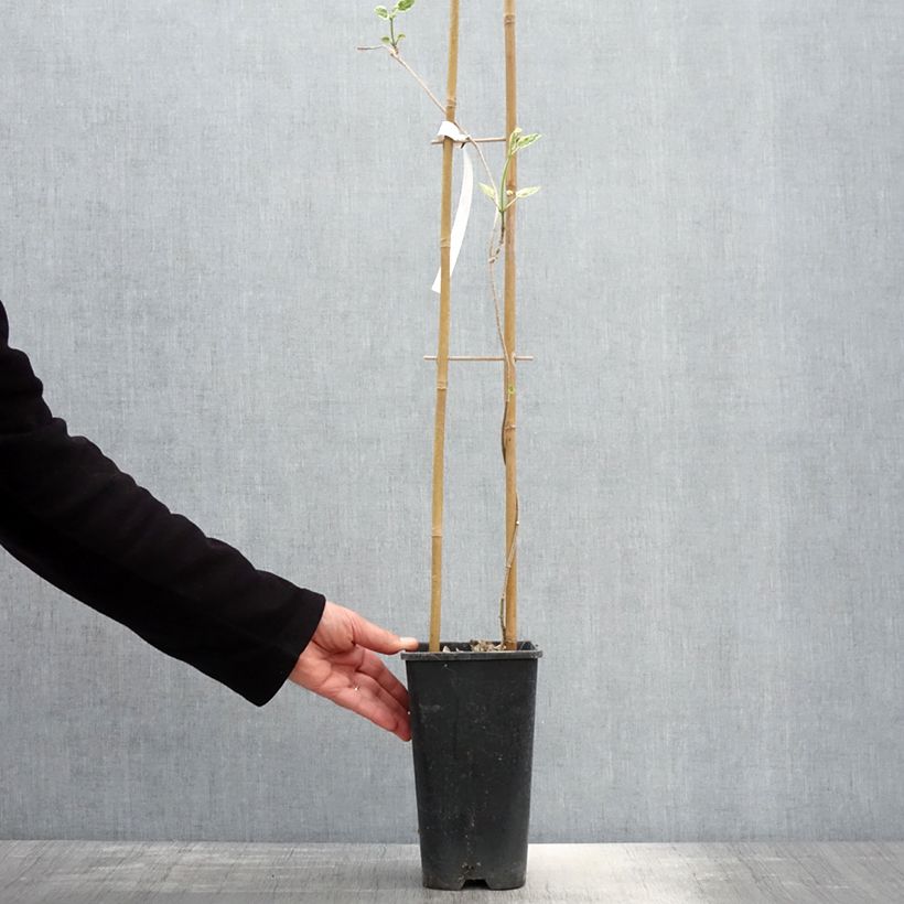 Exemplaar van Wattakaka sinensis Variegata - Drégée de Chine Pot van 2 l/3 l zoals geleverd in de lente