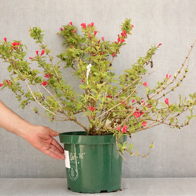 Exemplaar van Weigelia All Summer Rood Pot van 7,5 l/10 l zoals geleverd in de zomer