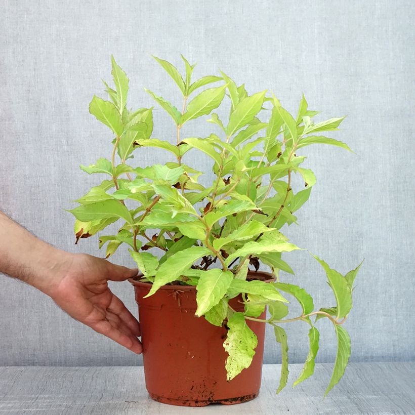Exemplaar van Weigelia Briant Rubidor Olympiade - Chinese weigelia Pot van 4 l/5 l zoals geleverd in de zomer