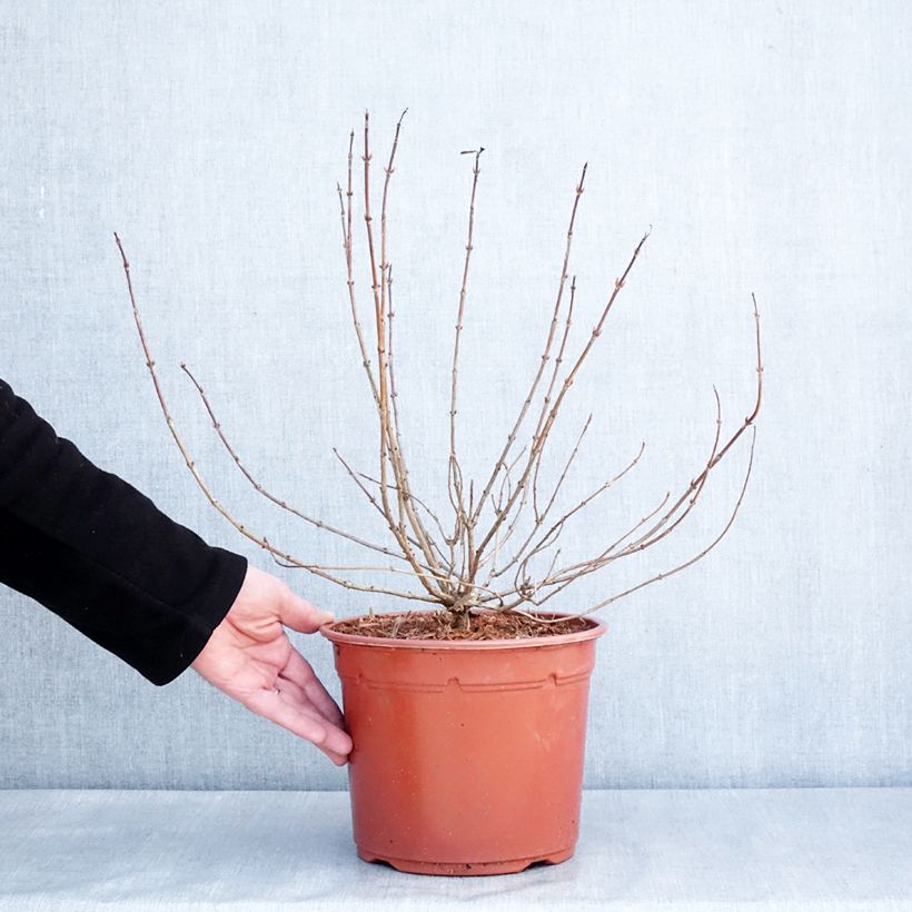 Example of Weigela Briant Rubidor Olympiade Pot van 4 l/5 l as you get in hiver