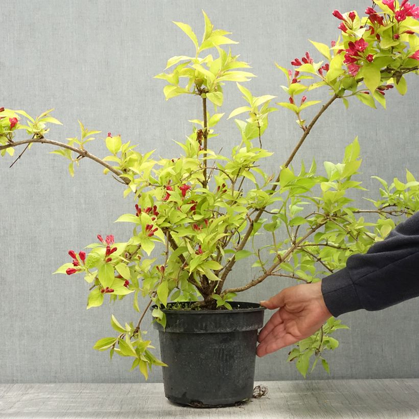 Exemplaar van Weigelia Briant Rubidor Olympiade - Chinese weigelia Pot van 4 l/5 l zoals geleverd in de lente
