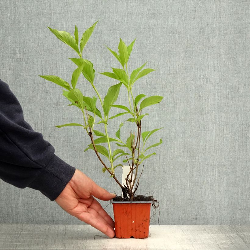 Exemplaar van Weigelia Candida Kweekpotje van 8/9 cm zoals geleverd in de lente