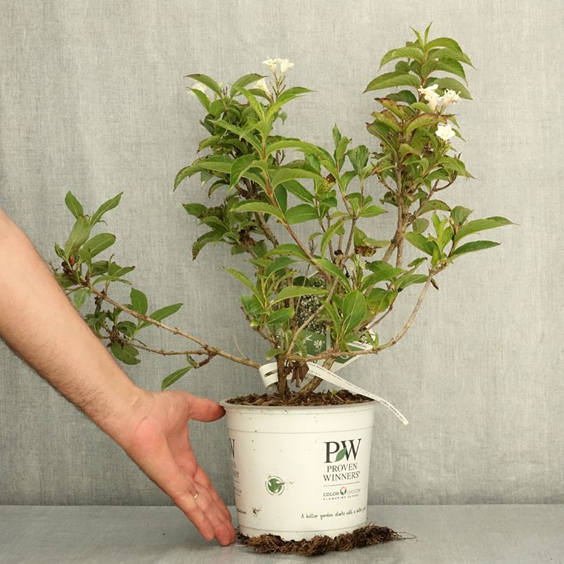 Exemplaar van Weigela Colourtwist Sunny Side Up Pot de 3L/4L zoals geleverd in de zomer