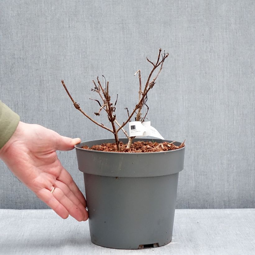 Example of Weigela Electric Love Pot van 2 l/3 l as you get in hiver