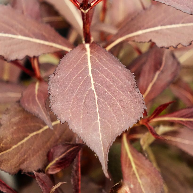 Weigelia Electric Love (Foliage)