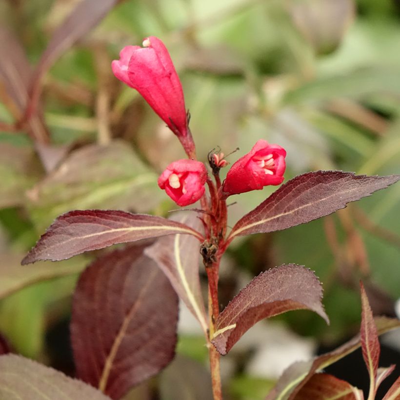 Weigelia Electric Love (Flowering)