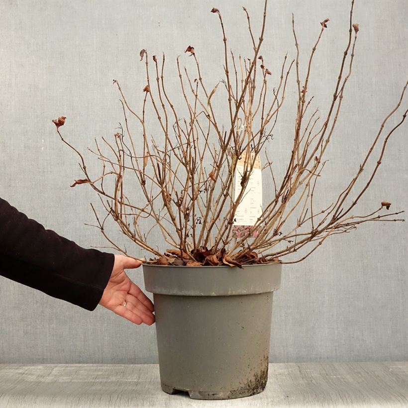 Exemplaar van Weigelia florida Alexandra Pot van 4 l/5 l zoals geleverd in de herfst