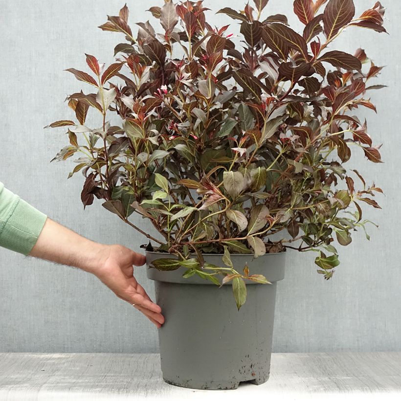 Exemplaar van Weigelia florida Alexandra Pot van 4 l/5 l zoals geleverd in de zomer