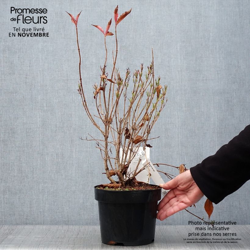 Exemplaar van Weigelia florida Big Love Pot van 3 l/4 l zoals geleverd in de herfst
