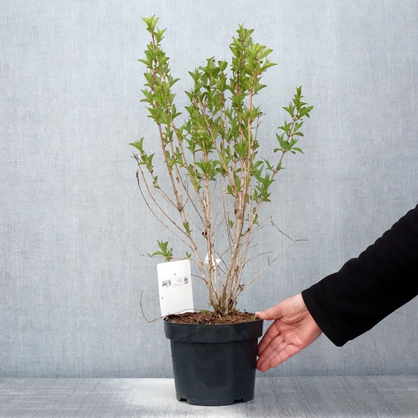 Exemplaar van Weigelia florida Big Love Pot van 3 l/4 l zoals geleverd in de lente