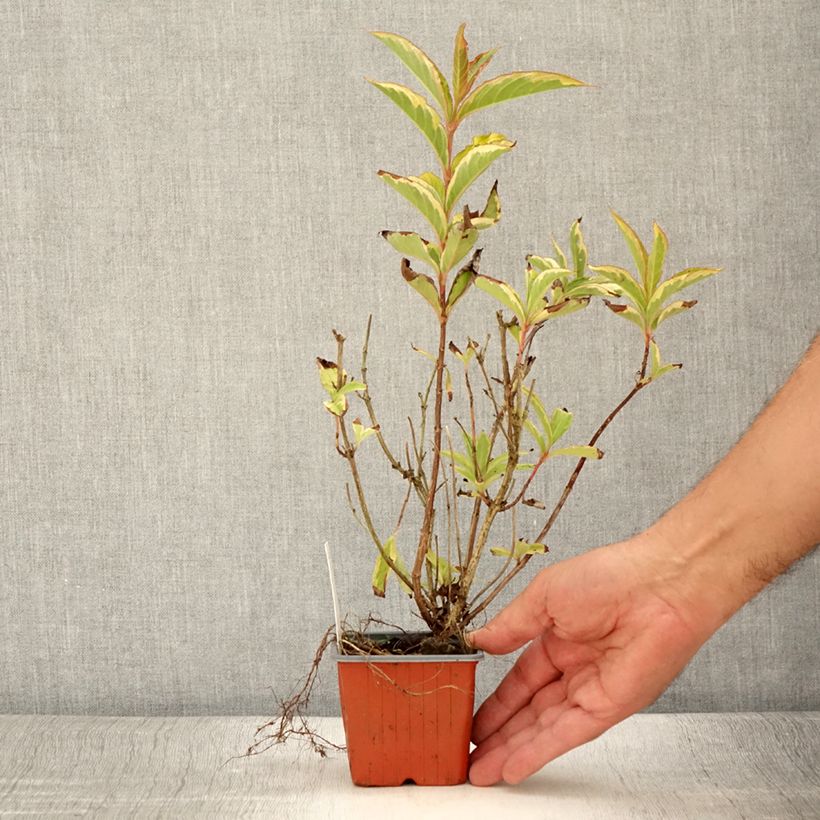 Exemplaar van Weigelia florida Brigela Kweekpotje van 8/9 cm zoals geleverd in de zomer