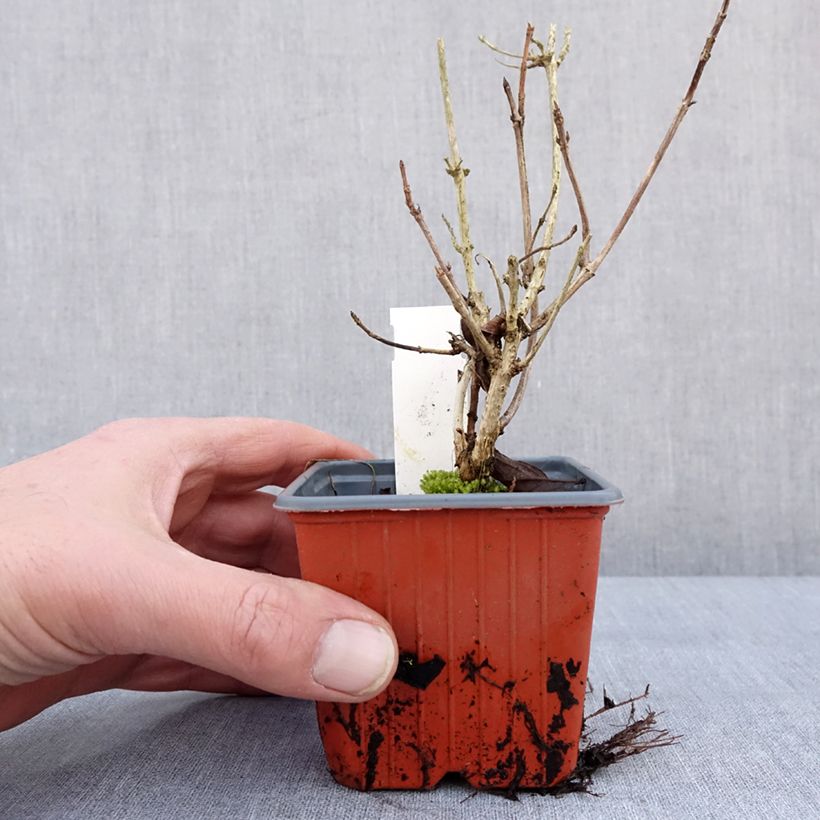 Example of Weigela florida Brigela Kweekpotje van 8/9 cm as you get in hiver