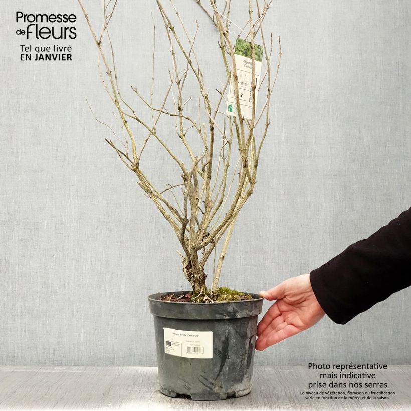 Example of Weigela florida Caricature - Weigélia Pot van 4 l/5 l as you get in hiver