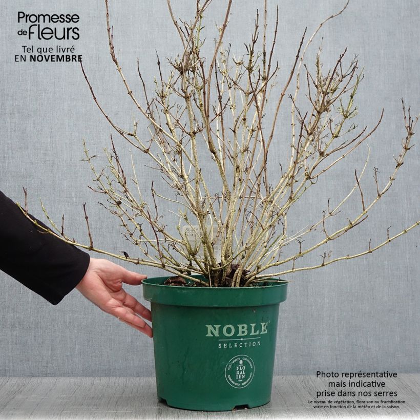 Exemplaar van Weigelia florida Ebony and Ivory - Chinese weigelia Pot van 7,5 l/10 l zoals geleverd in de herfst